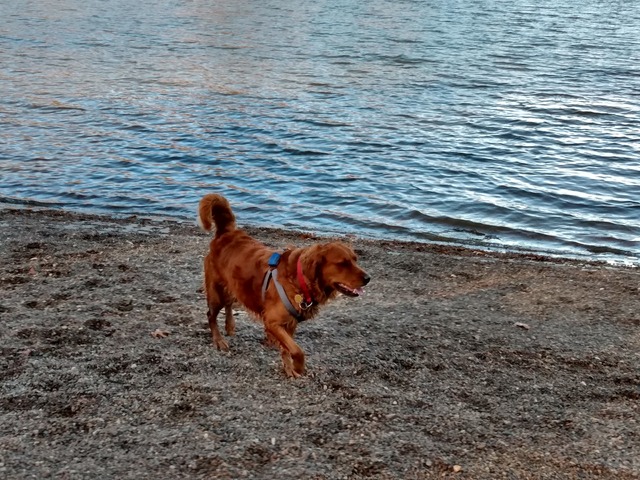 Pie at the lake